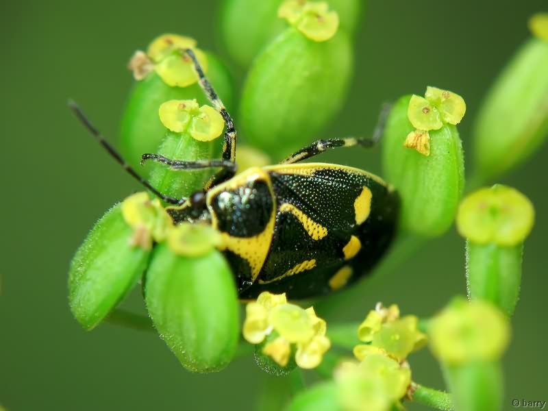 Eurydema (Eurydema) oleracea (Linnaeus, 1758)